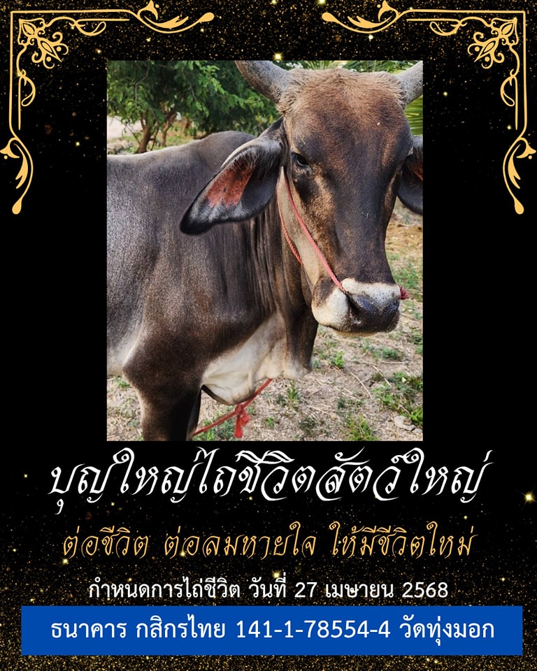 uH40d3llkuj6b7l7CqkW_HSKZL1GcKcbjuQHXFWaVU0fG0w2NNw3KAo1Xg8zXU&_nc_zt=23&_nc_ht=scontent.fbkk8-4.jpg